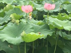 -陈家山荷花公园