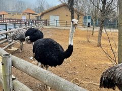 -大连森林动物园