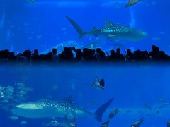 -珠海长隆海洋王国