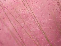 -花博汇(知音花月夜)