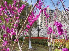 -高东镇樱花园