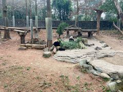 -都江堰中华大熊猫苑