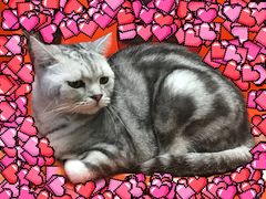 -猫咪博物馆(顶澳仔猫街店)