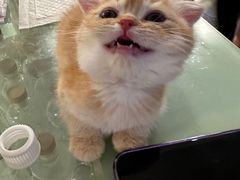 -楼上猫咖(罗湖店)