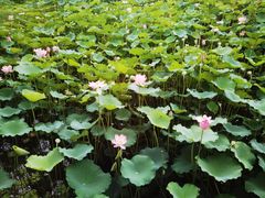 -荔湾湖公园