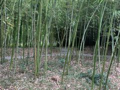 -青枫公园