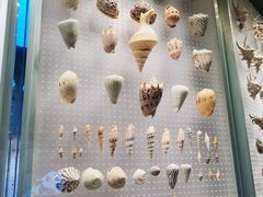 -贝林大翅鲸简餐厅(国家海洋博物馆店)