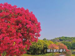 -东莞植物园