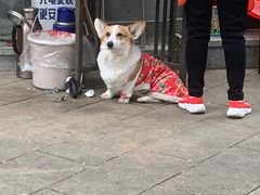 -简阳董家埂羊肉汤