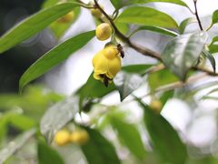 -金花茶公园