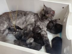 -青奢宠物·青奢猫舍