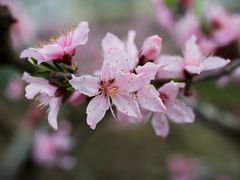-南汇桃花村
