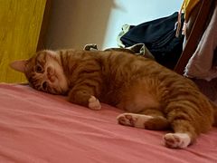 -叮叮猫咪生活馆