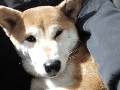 -是阿柴呀！柴犬咖啡·爱喵喵猫咖