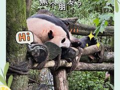 -熊猫谷
