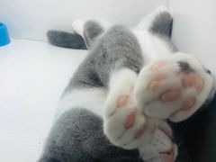 -李小姐の猫咖啡馆(五角场店)