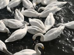 -烟墩角天鹅湖