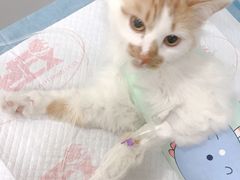 -小伙伴宠物医院•急重症转诊中心·老年专科·犬猫全科(北大街总院)