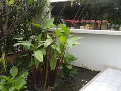 -Palate Angkor Restaurant & Bar