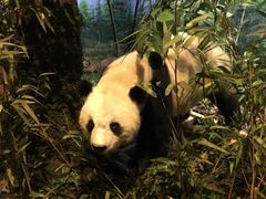 -陕西自然博物馆