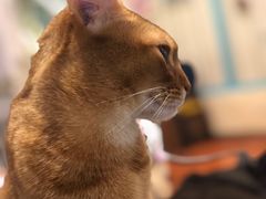 -猫小院猫主题咖啡厅(北锣店)