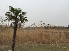 -梁鸿国家湿地公园