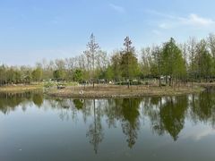 -合肥滨湖国家森林公园