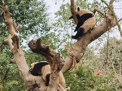 -都江堰中华大熊猫苑