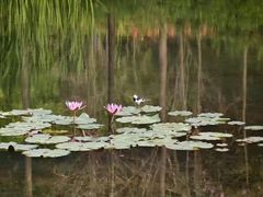 -云溪植物园