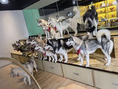 -Husky Go! 哈士奇体验馆·宠物咖啡厅狗咖