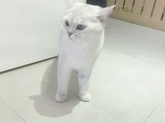 -Heymao猫咖.咖啡厅(东门店)