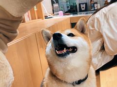 -是阿柴呀！柴犬咖啡·爱喵喵猫咖