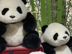 -轩客会(熊猫书店)