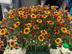 -亭亭鲜花店(中山北路店)