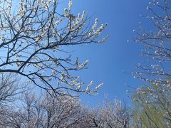 -桃花堤公园