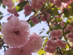 -长白岛森林公园