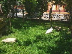 -瑞丽独树成林风景区