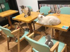 -猫色咖啡·猫咖