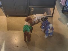 -百好乐宠物友好餐厅(朝外大街店)