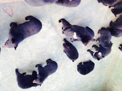 iphone_upload_pic-东方熊牧场