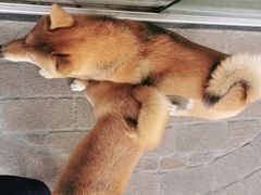 -柴犬高等学院·狗咖·柴犬售卖·宠物训练