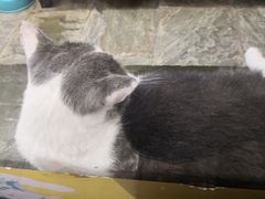 -猫咪博物馆(顶澳仔猫街店)