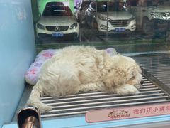 -FAELING PETS美天灵宠物(合生汇店)