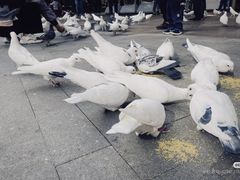 -中粮·祥云小镇
