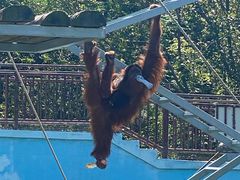 -西霞口神雕山野生动物世界