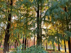 -上海长兴岛郊野公园