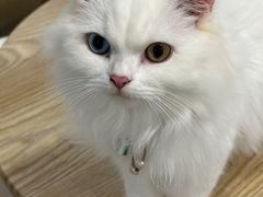 -楼上猫咖(罗湖店)