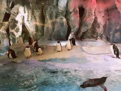 -帝企鹅自助餐厅•儿童岛•真企鹅(长隆企鹅酒店)