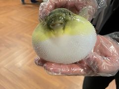-肆月河豚·新淮扬(金融街店)