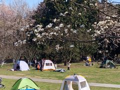 -上海共青森林公园